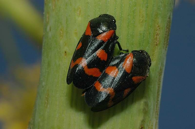 Bombylius minor, Cercopis vulnerata